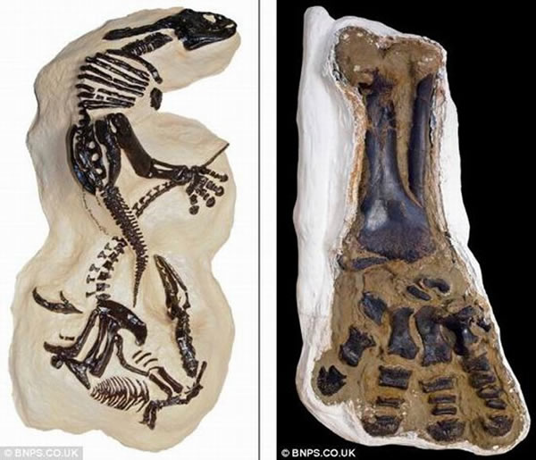 恐龙骨骼化石保存状况较好,体长2.4米的矮暴龙和三角龙因伤口感染死亡。考古学家认为这两只恐龙死亡不久由于一场地震被残骸物质掩埋起来。