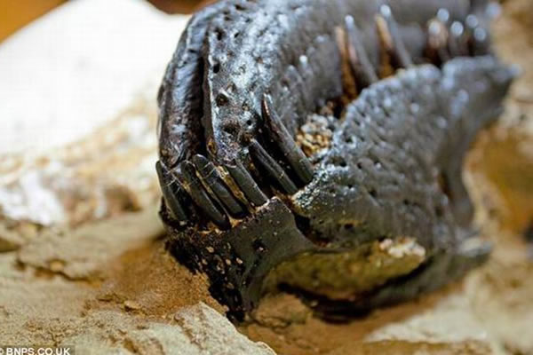 令科学家感到惊异的是,食肉恐龙矮暴龙的锋利牙齿嵌入三角龙的头骨之中,而矮暴龙的头骨和胸腔骨骼被三角龙压碎。