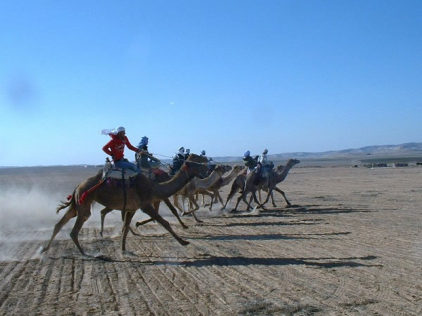 研究称骆驼或为中东新型冠状病毒传播“帮凶”