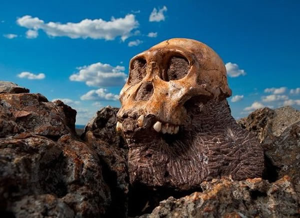 科学家对化石形成环境进行调查,发现低氧的土堆是个理想的选择,当然还应该快速被“埋葬”,避免“拾荒”动物的干扰