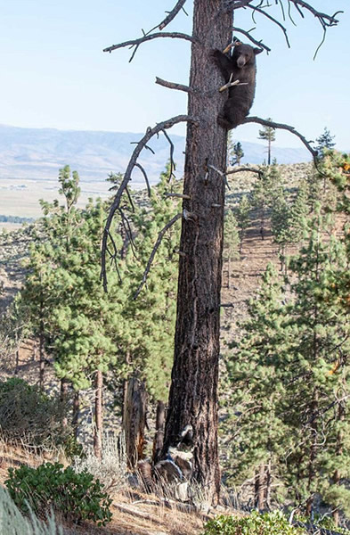 美国猎犬狂追灰熊迫其上树