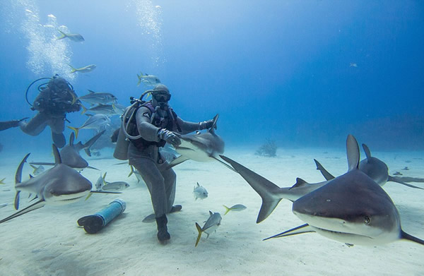 潜水员施“催眠”术单手摆平鲨鱼