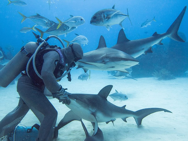 潜水员施“催眠”术单手摆平鲨鱼