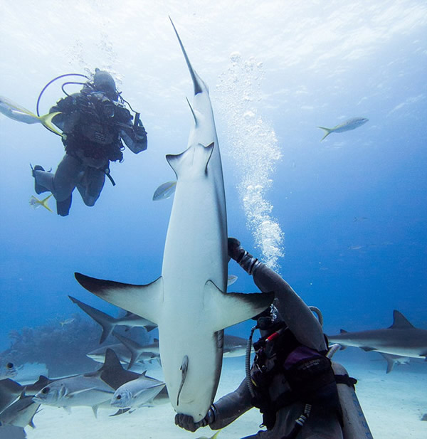 潜水员施“催眠”术单手摆平鲨鱼