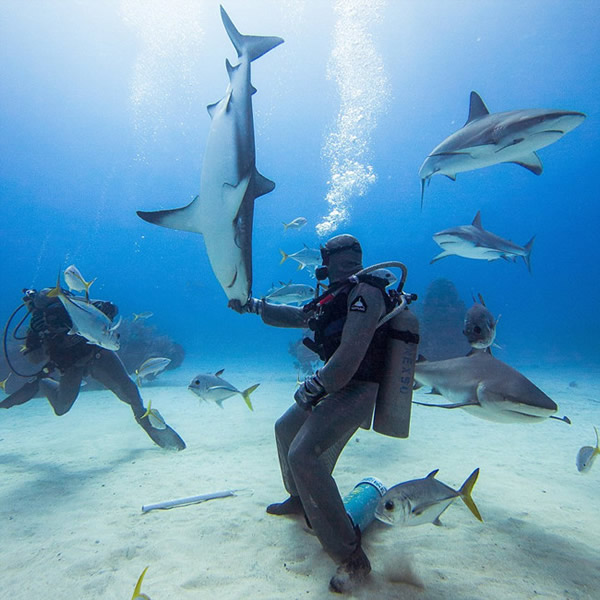 潜水员施“催眠”术单手摆平鲨鱼