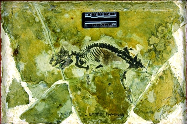 皱纹齿兽化石,可见化石骨骼清晰,腹部褐色部位可在显微镜下观察到毛发印痕。