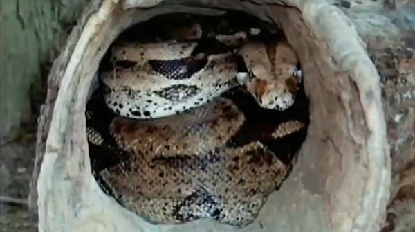 美国2米饥饿长蛇逃逸全民紧张戒备