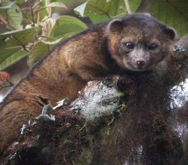 美洲大陆发现一种新哺乳动物:小尖吻浣熊