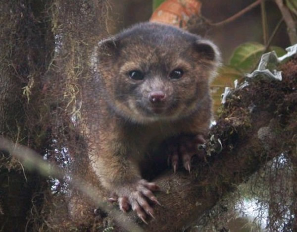 美洲大陆发现一种新哺乳动物:小尖吻浣熊