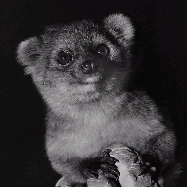 美洲大陆发现一种新哺乳动物:小尖吻浣熊