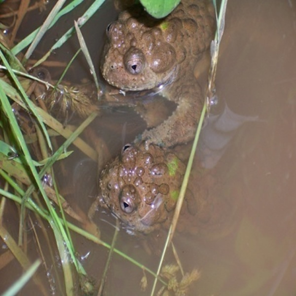 两栖动物强大的免疫系统揭密