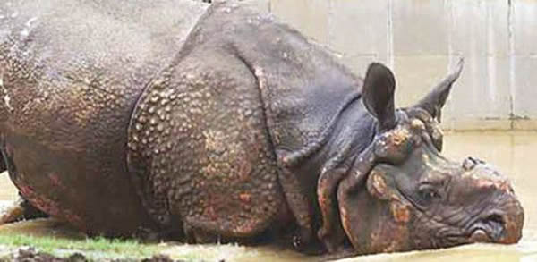 印度孟买动物园独角犀牛“席瓦”独居28年