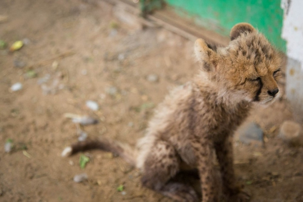 ԱᣨCheetah Conservation Fundĵʾ70%ҰԱڱ׵صǰ