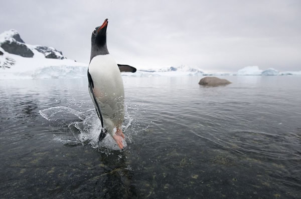 南极洲一只海豹追逐企鹅群