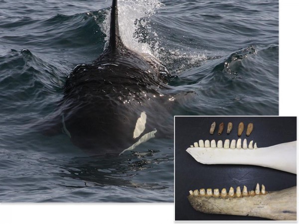 北大西洋的虎鲸可能分成了两个物种