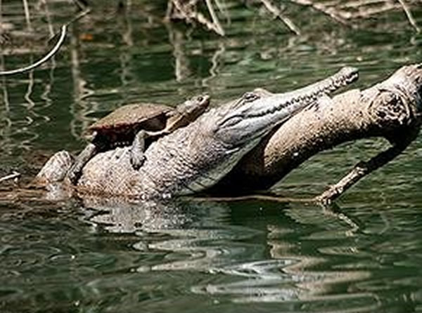 澳大利亚一勇敢小乌龟在鳄鱼背上“搭便车”