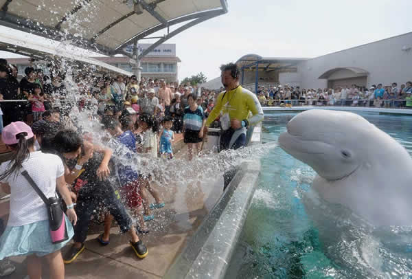 日本水族馆白鲸喷水为游客消暑