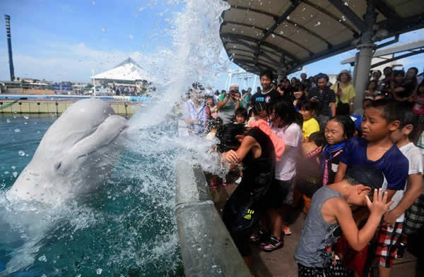 日本水族馆白鲸喷水为游客消暑