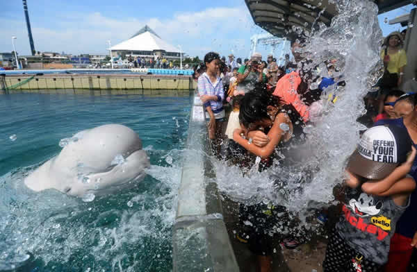 日本水族馆白鲸喷水为游客消暑