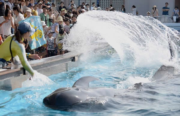 日本水族馆白鲸喷水为游客消暑