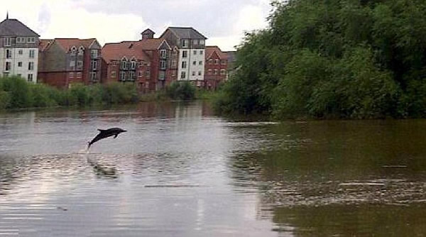 英国一条河中竟然发现一只海豚