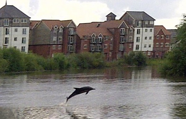 英国一条河中竟然发现一只海豚