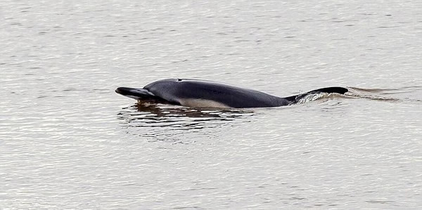 英国一条河中竟然发现一只海豚