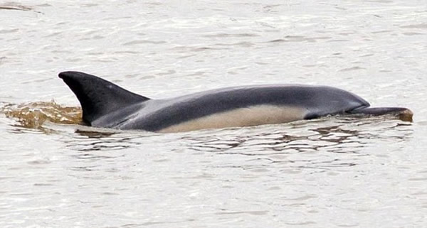 英国一条河中竟然发现一只海豚