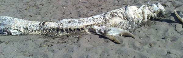 西班牙海滩惊现4米长“海怪”尸体