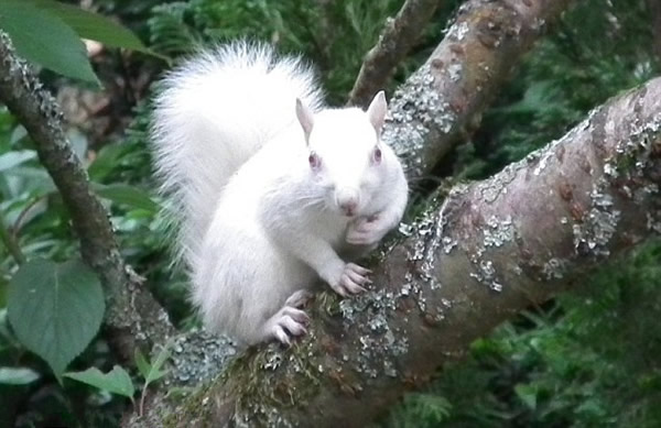 Ӣ����԰���ĵ������׻�����