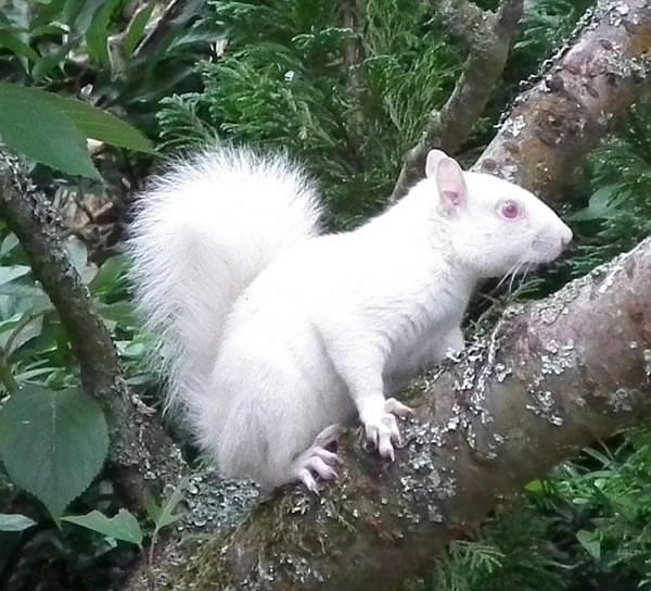 Ӣ����԰���ĵ������׻�����