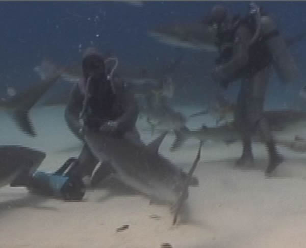 潜水员冒险伸手入鲨鱼口取鱼钩