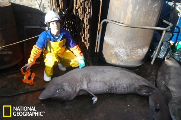 è޿С崽裨ѧPseudotriakis microdon