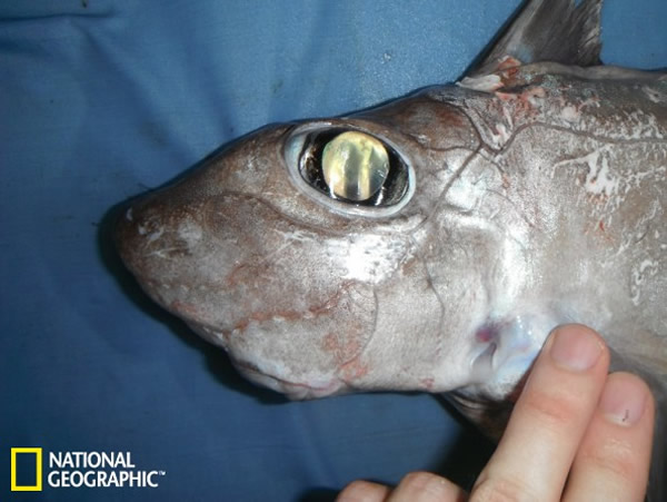 ĿѧChimaeriformesһ