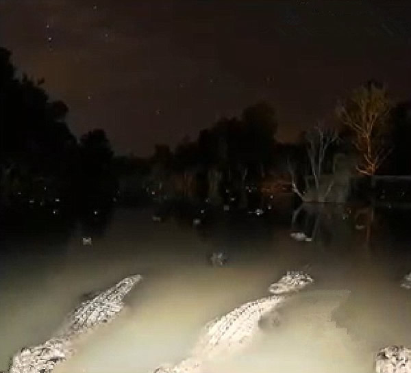 美国摄影师设备遭鳄鱼抢8个月后找回