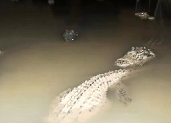 美国摄影师设备遭鳄鱼抢8个月后找回