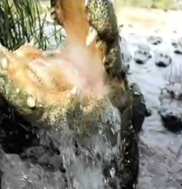 美国摄影师设备遭鳄鱼抢8个月后找回