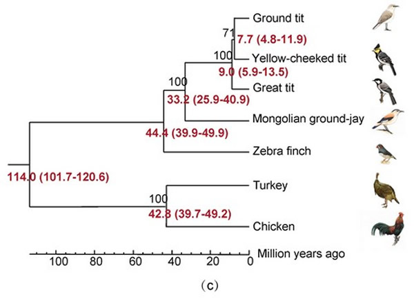 对68个单拷贝直系同源基因的系统发育分析,揭示了地山雀与大山雀和黄颊山雀比黑尾地鸦具有更近的亲缘关系。其分化时间(红色数据)及支持率(节点上部)见图中的相应标识