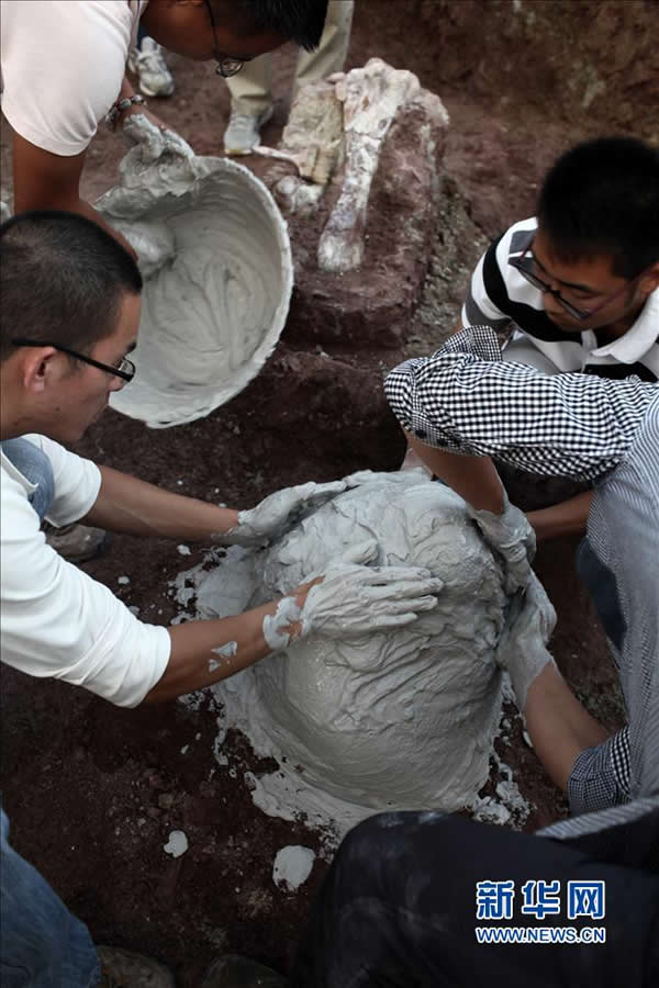 8月26日,在山东莱阳市南郊金岗口村东北的2号挖掘地点,科考队员把石膏粉抹在恐龙化石上,用于制作化石标本。