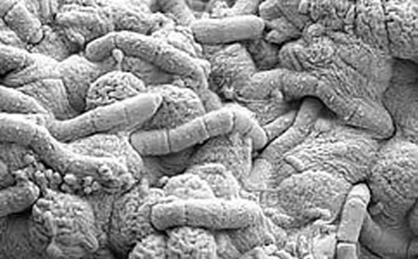 ��ѧ�ҷ���������������¶�