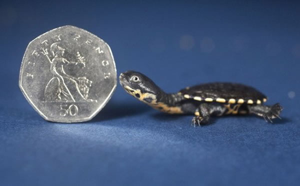 刚出生一个星期的罗蒂岛蛇颈龟,其体型与硬币大小相当