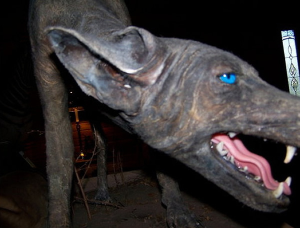 传说中的吸血怪兽——卓柏卡布拉