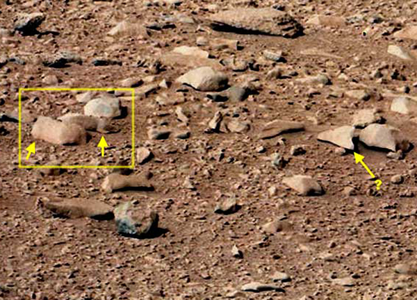 “好奇号”在火星发现仓鼠和蜥蜴?!