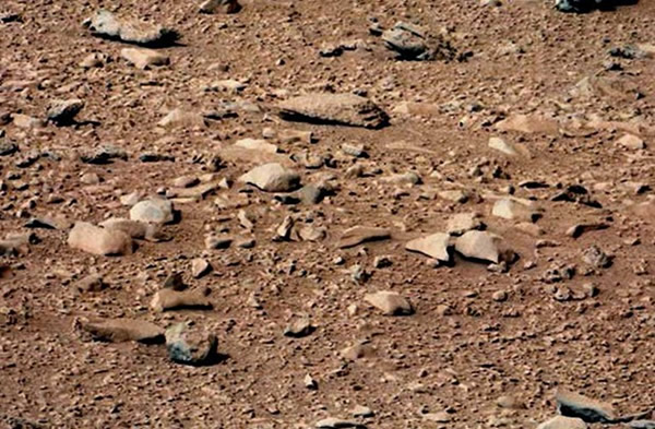 “好奇号”在火星发现仓鼠和蜥蜴?!
