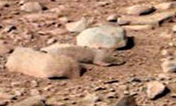 “好奇号”在火星发现仓鼠和蜥蜴?!