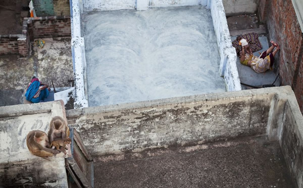 英国伦敦自然历史博物馆举办的2013年野生动物摄影大赛部分作品