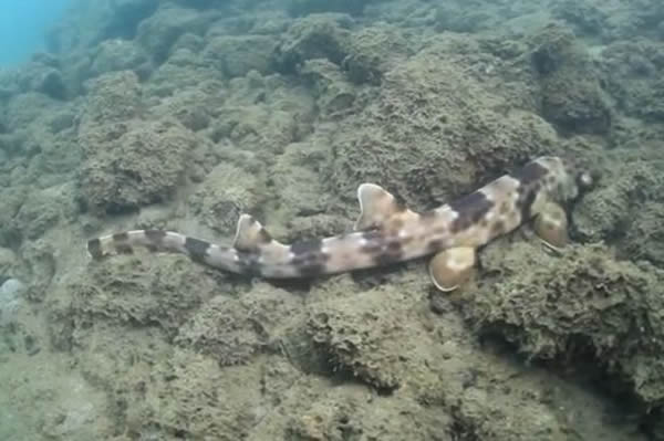 印尼东部海域发现竹鲨新物种——会“行走”的鲨鱼