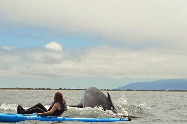 ����СƤͧ������Ӵ���ͷ��