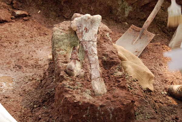 待取出的恐龙化石