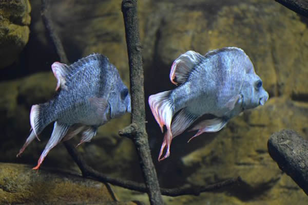 Խ�����ӿڴ��в����������ȴ���������������